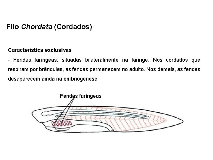 Filo Chordata (Cordados) Característica exclusivas - Fendas faríngeas: situadas bilateralmente na faringe. Nos cordados