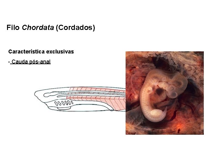 Filo Chordata (Cordados) Característica exclusivas - Cauda pós-anal 