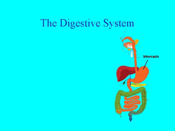 The Digestive System 