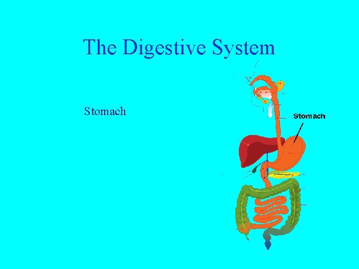 The Digestive System Stomach 