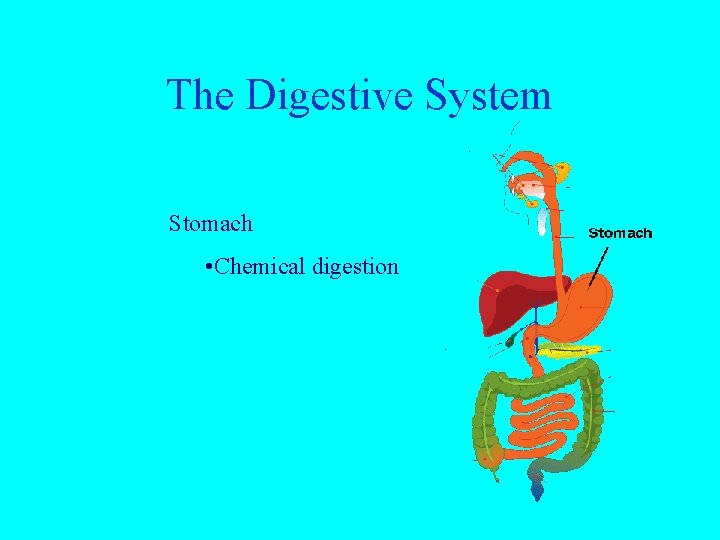 The Digestive System Stomach • Chemical digestion 