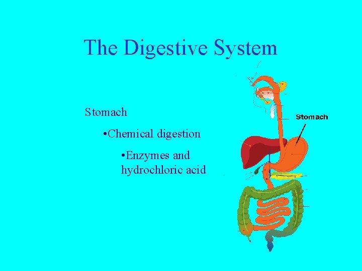 The Digestive System Stomach • Chemical digestion • Enzymes and hydrochloric acid 