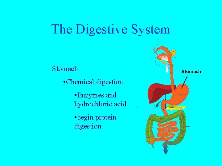 The Digestive System Stomach • Chemical digestion • Enzymes and hydrochloric acid • begin