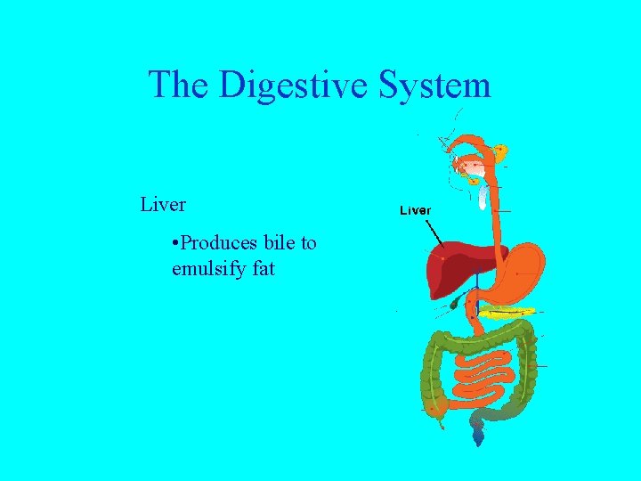 The Digestive System Liver • Produces bile to emulsify fat 