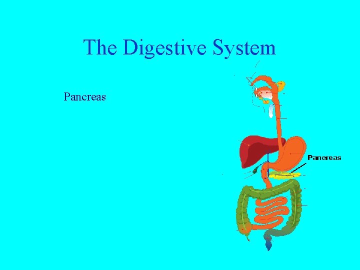 The Digestive System Pancreas 