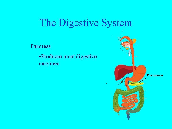 The Digestive System Pancreas • Produces most digestive enzymes 