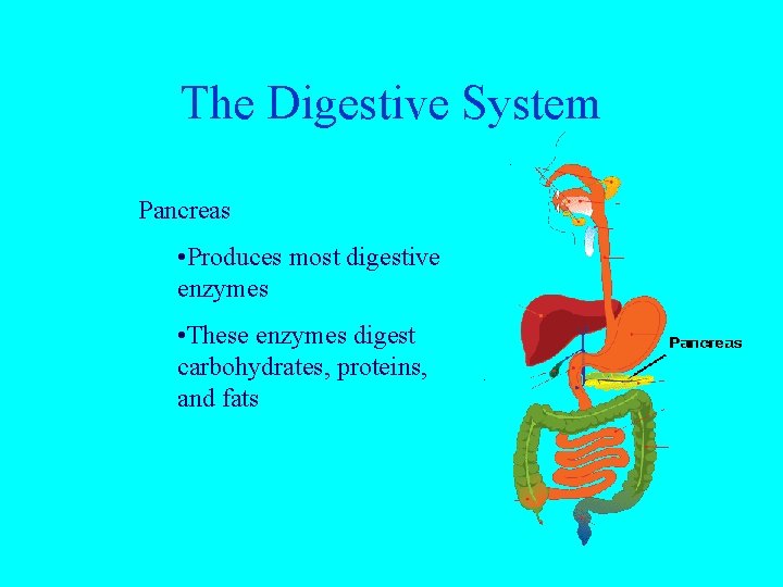 The Digestive System Pancreas • Produces most digestive enzymes • These enzymes digest carbohydrates,