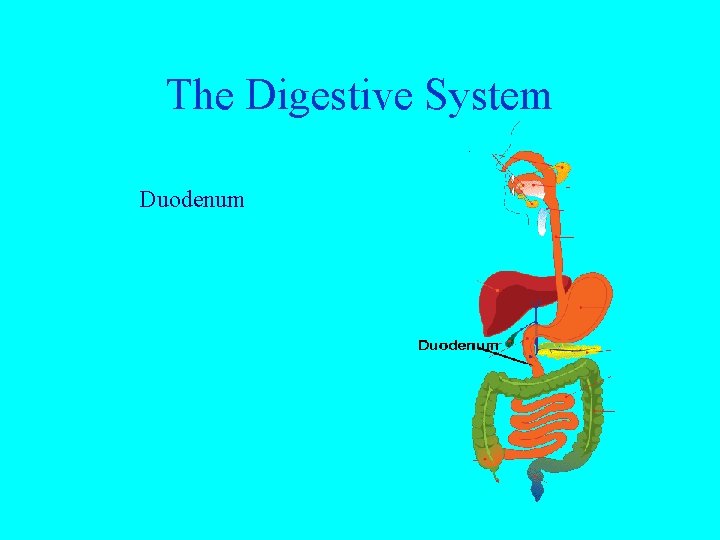 The Digestive System Duodenum 