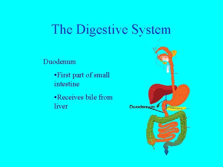 The Digestive System Duodenum • First part of small intestine • Receives bile from