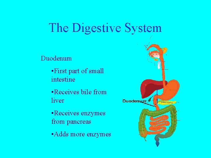 The Digestive System Duodenum • First part of small intestine • Receives bile from
