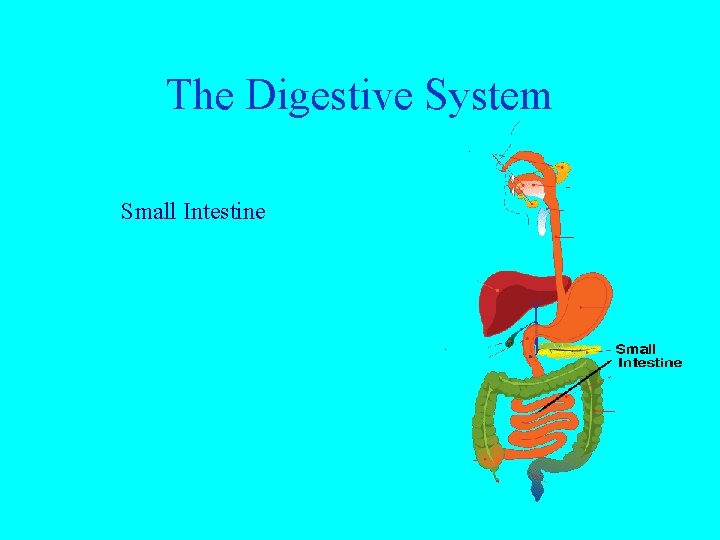 The Digestive System Small Intestine 