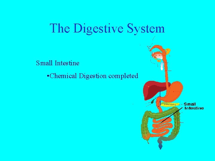 The Digestive System Small Intestine • Chemical Digestion completed 