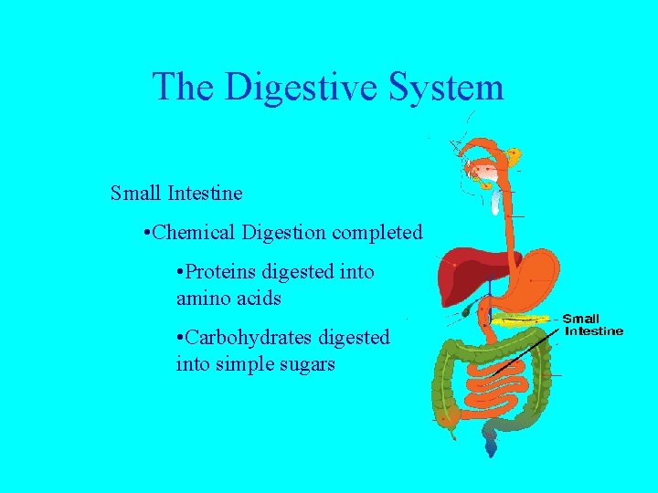 The Digestive System Small Intestine • Chemical Digestion completed • Proteins digested into amino