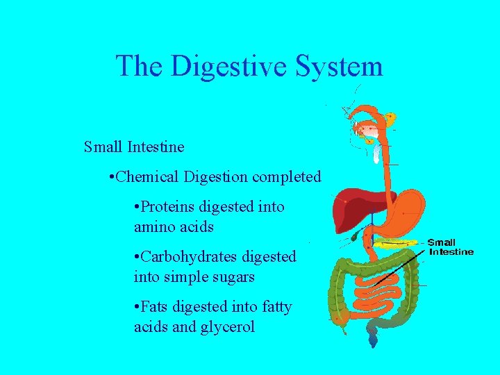 The Digestive System Small Intestine • Chemical Digestion completed • Proteins digested into amino
