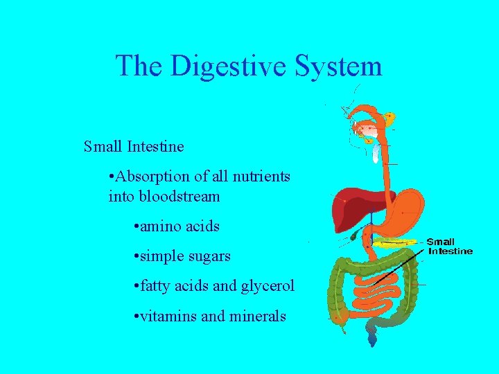 The Digestive System Small Intestine • Absorption of all nutrients into bloodstream • amino