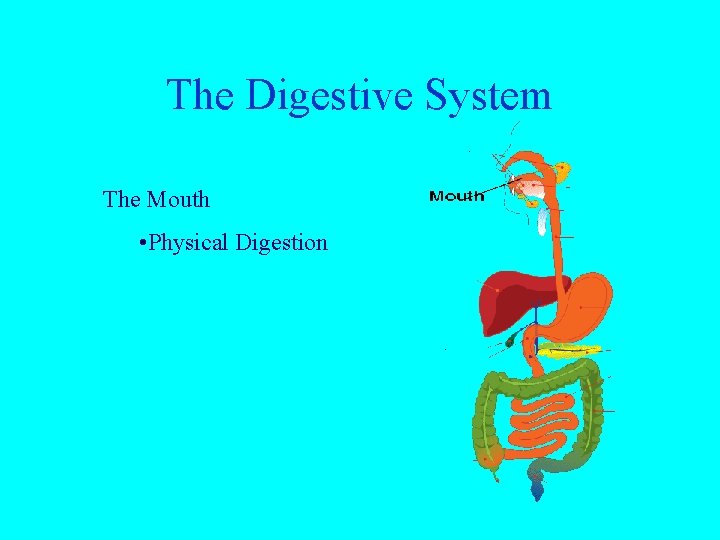 The Digestive System The Mouth • Physical Digestion 