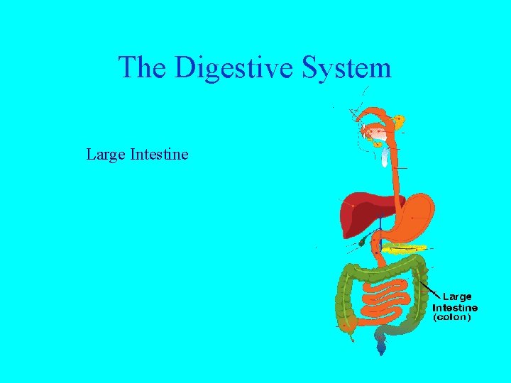 The Digestive System Large Intestine 