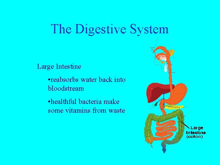 The Digestive System Large Intestine • reabsorbs water back into bloodstream • healthful bacteria