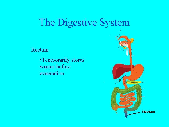 The Digestive System Rectum • Temporarily stores wastes before evacuation 