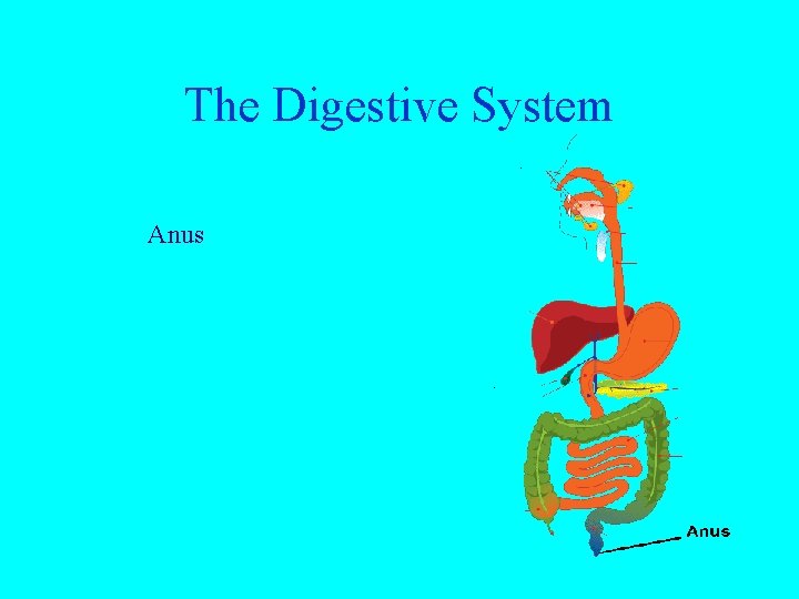 The Digestive System Anus 