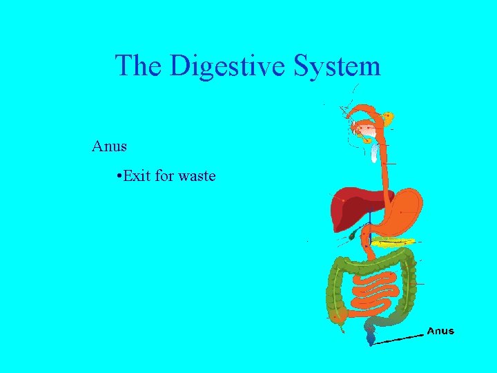 The Digestive System Anus • Exit for waste 
