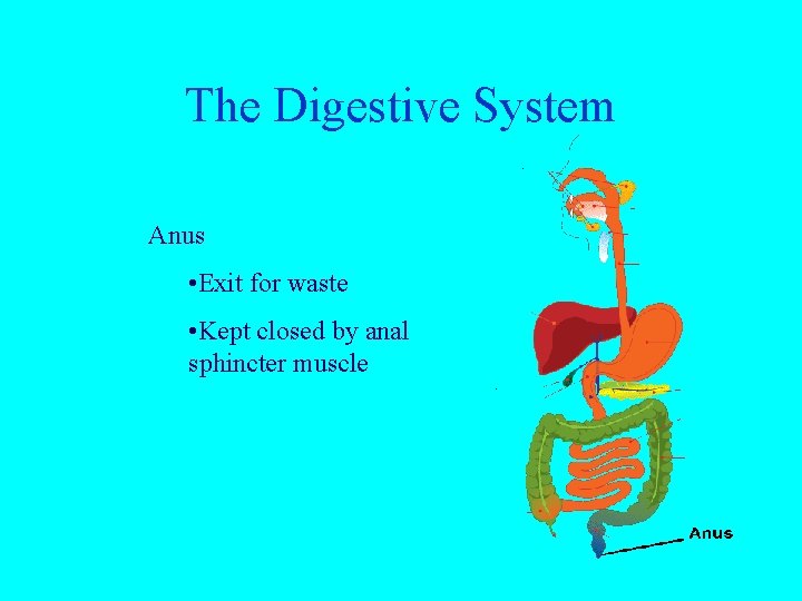 The Digestive System Anus • Exit for waste • Kept closed by anal sphincter