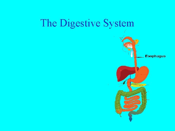 The Digestive System 