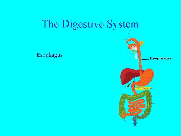 The Digestive System Esophagus 