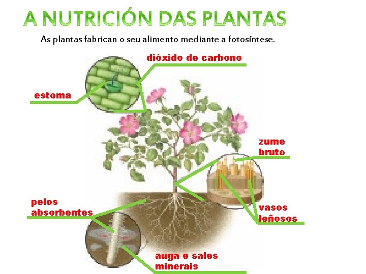 As plantas fabrican o seu alimento mediante a fotosíntese. dióxido de carbono estoma zume