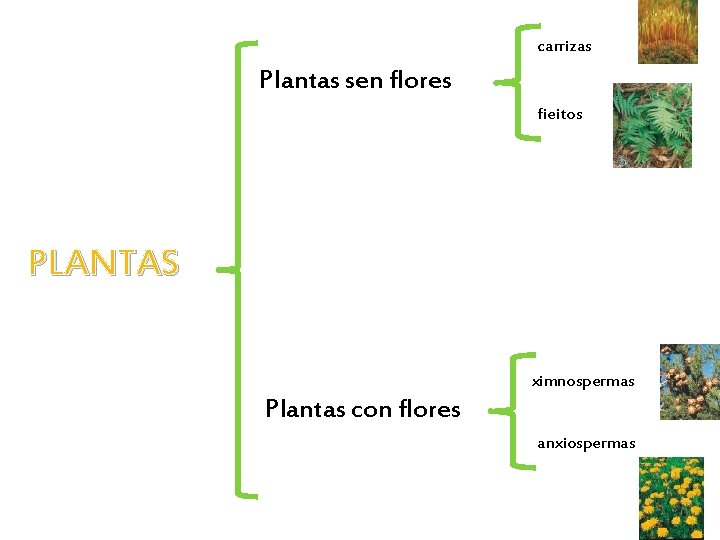 carrizas Plantas sen flores fieitos PLANTAS ximnospermas Plantas con flores anxiospermas 