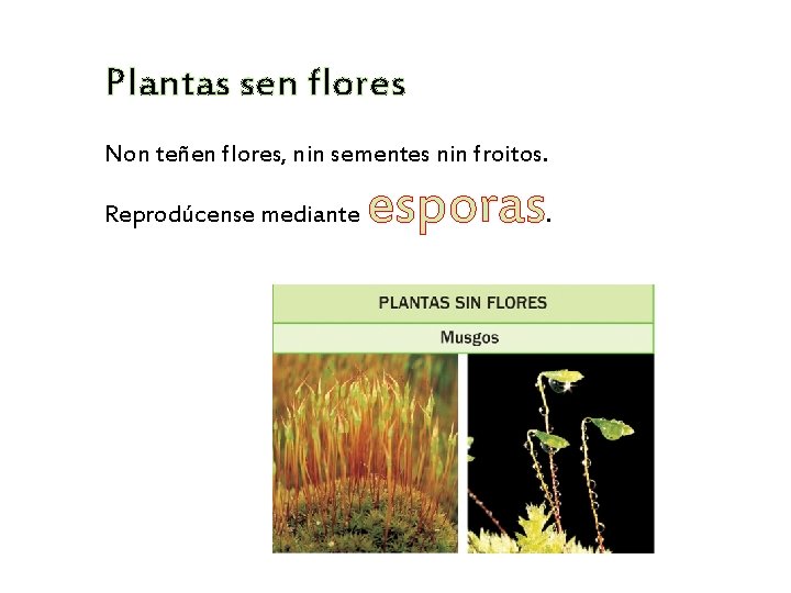 Plantas sen flores Non teñen flores, nin sementes nin froitos. Reprodúcense mediante esporas. 