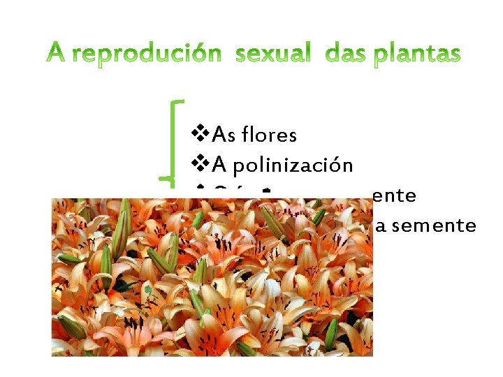 v. As flores v. A polinización v. O froito e a semente v. A