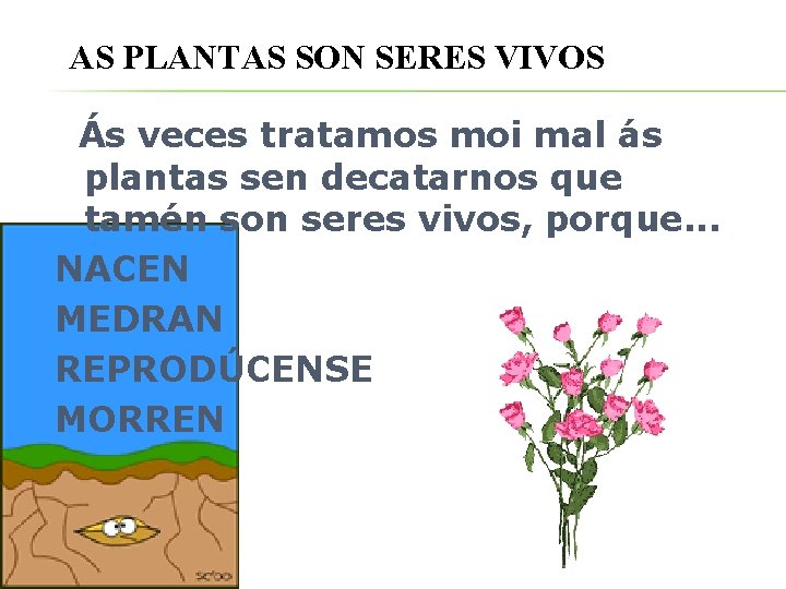 AS PLANTAS SON SERES VIVOS Ás veces tratamos moi mal ás plantas sen decatarnos