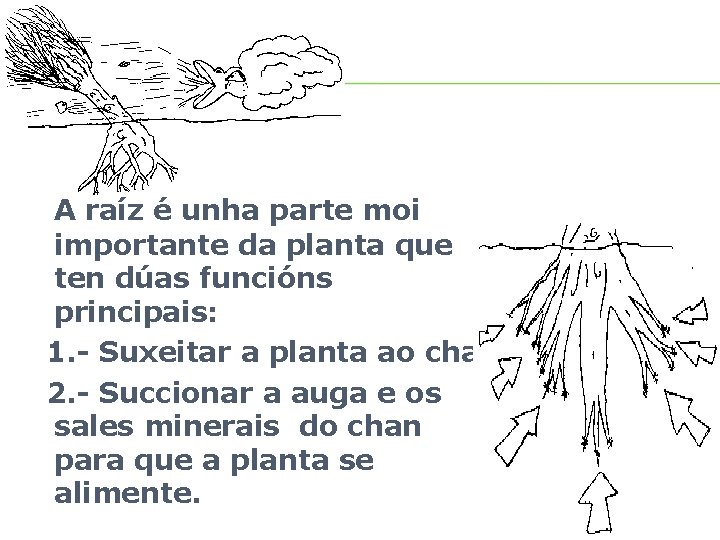 A RAIZ A raíz é unha parte moi importante da planta que ten dúas