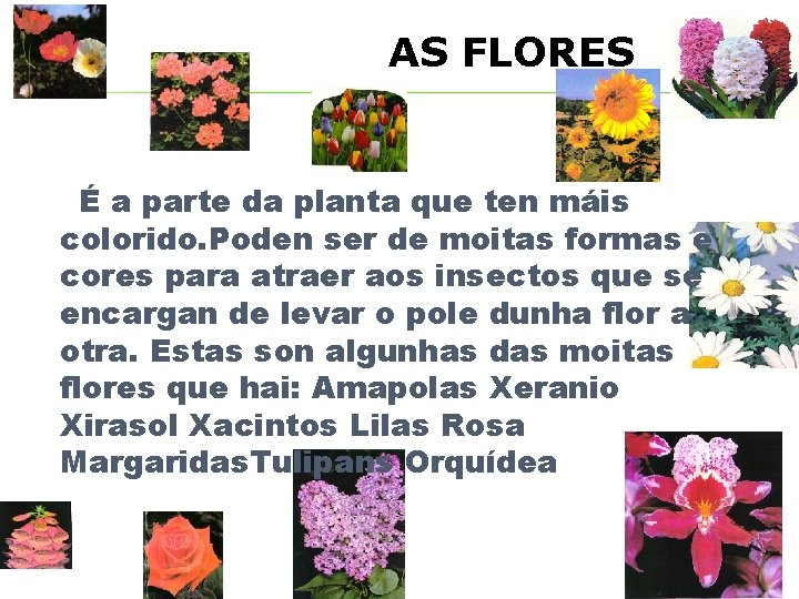 AS FLORES É a parte da planta que ten máis colorido. Poden ser de