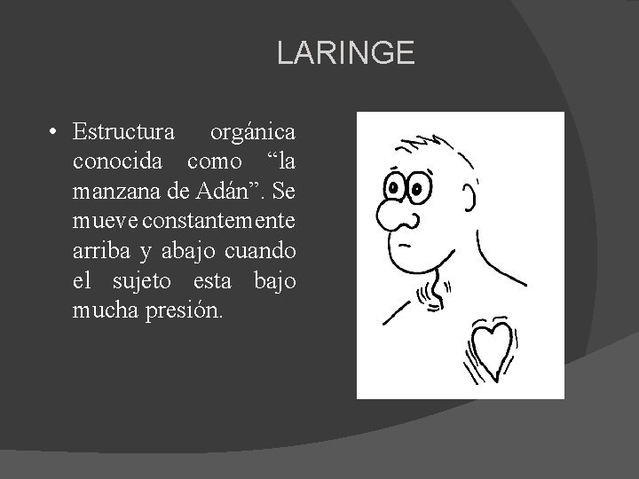 LARINGE • Estructura orgánica conocida como “la manzana de Adán”. Se mueve constantemente arriba