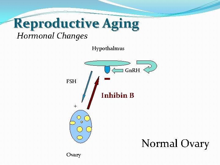 Reproductive Aging Hormonal Changes Hypothalmus Gn. RH FSH Inhibin B + Normal Ovary 