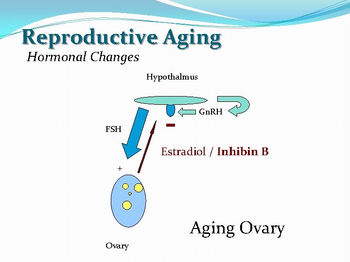 Reproductive Aging Hormonal Changes Hypothalmus Gn. RH FSH Estradiol / Inhibin B + Aging