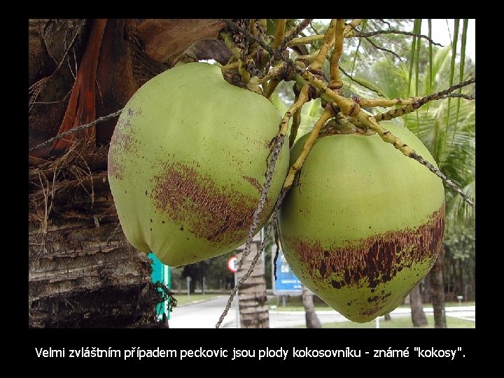 Velmi zvláštním případem peckovic jsou plody kokosovníku - známé "kokosy". 