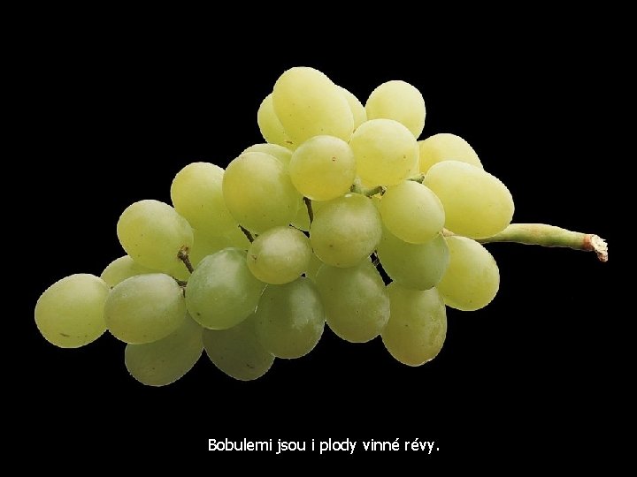 Bobulemi jsou i plody vinné révy. 