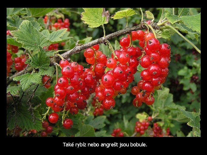 Také rybíz nebo angrešt jsou bobule. 