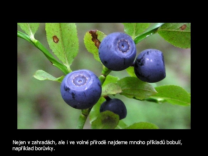 Nejen v zahradách, ale i ve volné přírodě najdeme mnoho příkladů bobulí, například borůvky.