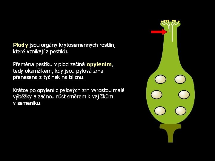 Plody jsou orgány krytosemenných rostlin, které vznikají z pestíků. Přeměna pestíku v plod začíná