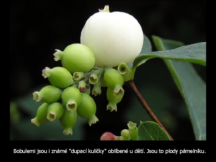 Bobulemi jsou i známé "dupací kuličky" oblíbené u dětí. Jsou to plody pámelníku. 