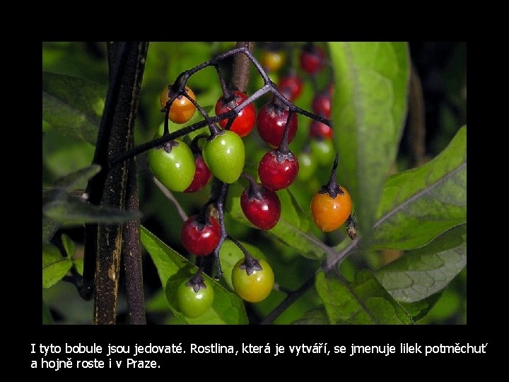 I tyto bobule jsou jedovaté. Rostlina, která je vytváří, se jmenuje lilek potměchuť a