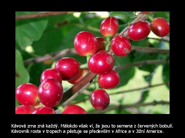 Kávová zrna zná každý. Málokdo však ví, že jsou to semena z červených bobulí.