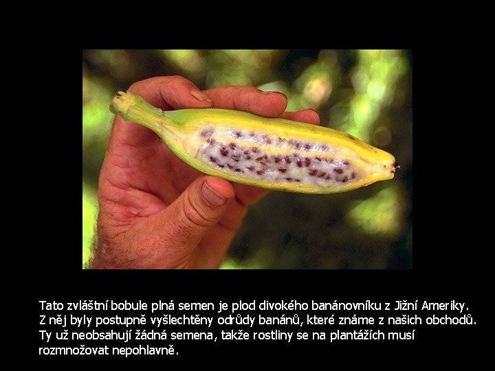 Tato zvláštní bobule plná semen je plod divokého banánovníku z Jižní Ameriky. Z něj
