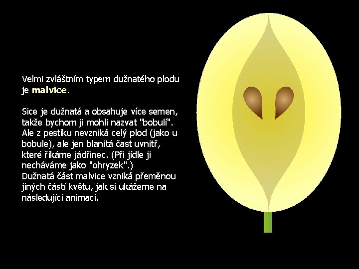 Velmi zvláštním typem dužnatého plodu je malvice. Sice je dužnatá a obsahuje více semen,