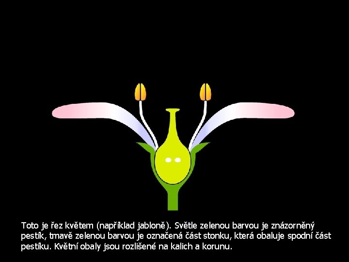 Toto je řez květem (například jabloně). Světle zelenou barvou je znázorněný pestík, tmavě zelenou
