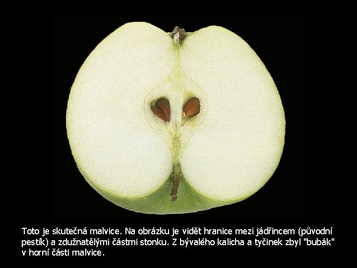 Toto je skutečná malvice. Na obrázku je vidět hranice mezi jádřincem (původní pestík) a